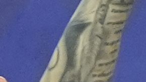 Selección de Argentina alzando la Copa América 2024.