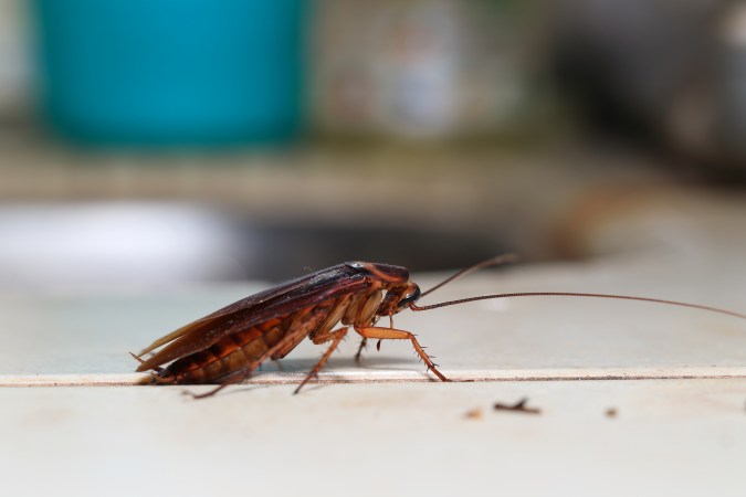 Cucaracha
