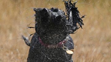 Perro ola de calor