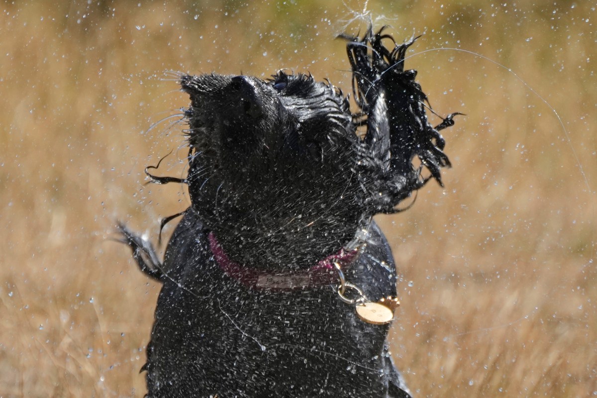 Protegiendo a tus mascotas del calor extremo en Estados Unidos: medidas preventivas