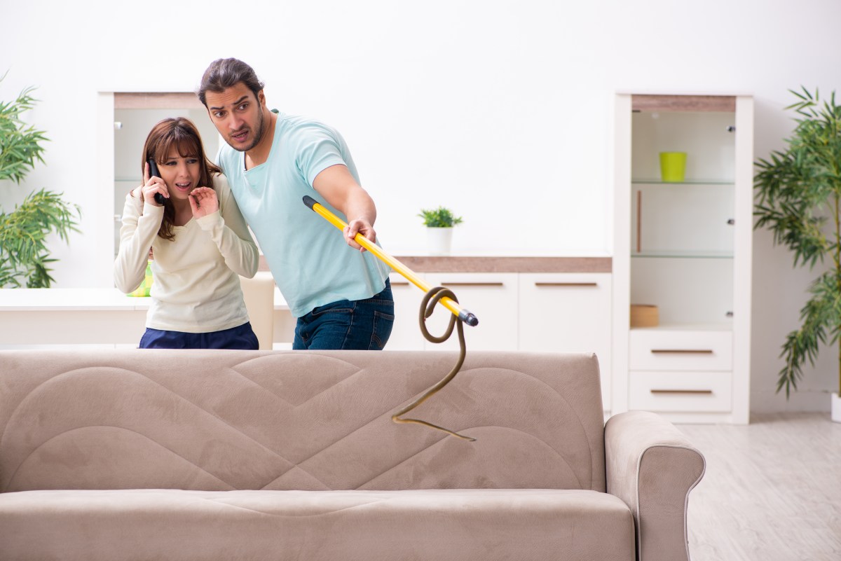 Qué pasos debes seguir si encuentras con una serpiente en tu casa