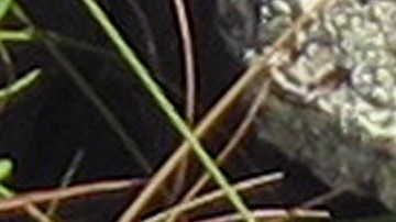 Serpiente