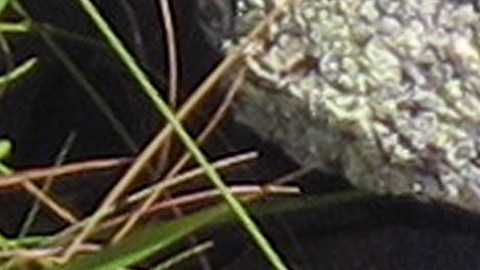 Serpiente
