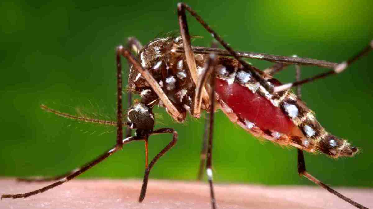 Cómo prevenir el dengue ante el aumento de casos en Nueva York y Nueva Jersey