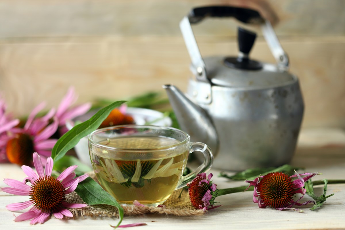 La equinácea, poderoso antiinflamatorio natural