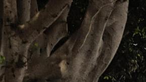 Organizaciones de migrantes aseguran que la renuncia de Biden a la candidatura demócrata puede afectar "mucho" a la zona fronteriza.