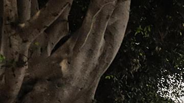 Organizaciones de migrantes aseguran que la renuncia de Biden a la candidatura demócrata puede afectar "mucho" a la zona fronteriza.