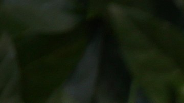 David Beckham y Victoria Beckham.