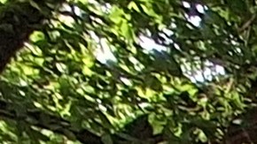 NYPD despliega más recursos para capturar a un grupo de sospechosos de delitos durante esta semana y proteger a los miles de visitantes que caminan todos los días.