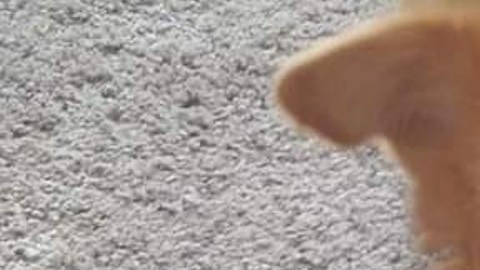 “Pup-Pup” era un chihuahua de 5 años
