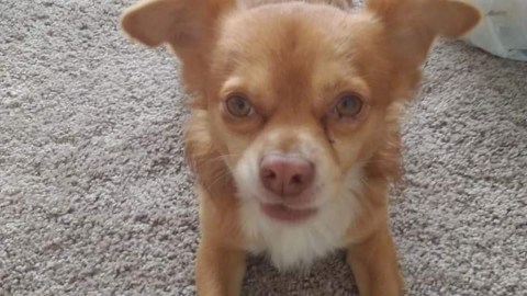 “Pup-Pup” era un chihuahua de 5 años