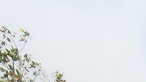 Agricultura afectada por tormenta Ernesto en Puerto Rico