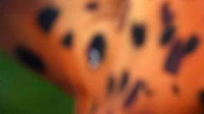 Juan Bay, explicó que el reclamo obedece a que ya se debió cumplir con el retiro de la actividad petrolera del Parque Nacional Yasuní