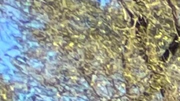 Migrantes sin albergue han armado campamentos en varios puntos de la ciudad