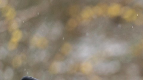 Martin Luther King III y Héctor Sánchez Barba hicieron el anuncio en Chicago.