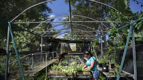 Mercados de cultivos locales en Puerto Rico