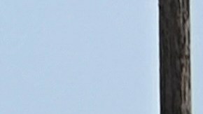 Agente del sheriff en Georgia es asesinado tras sufrir emboscada