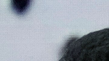 Tamara Potocka siendo llevada en camilla luego de su colapso.