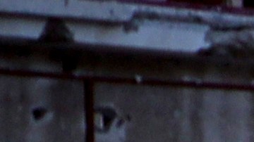 Israel respetará pausas humanitarias por vacunación de polio, señala la OMS