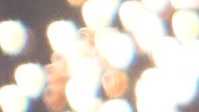 Trump incorpora Kennedy Jr. en su equipo de transición presidencial