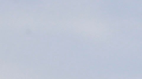 Hallan muerto a criador de perros en Colorado y diez de sus cachorros desaparecieron