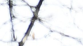 Celebración de trofeo sobre autobpus.