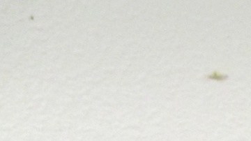 Ronald Lee Syvrud, de 66 años, mandó los mensajes desde hace dos semanas y ya fue arrestado por autoridades en Arizona.