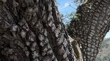 Después de caminar 9 millas en la montaña, comenzaron a tener síntomas de deshidratación por el intenso calor.