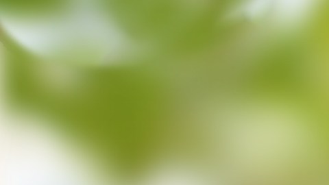 La acerola, es una fuente rica de potentes antioxidantes como el ácido ascórbico
