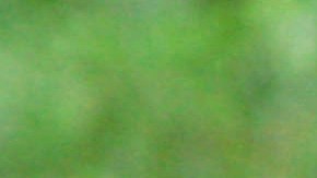 Tras el ataque, el campamento fue evacuado, y el personal de vida silvestre instaló trampas y lazos para capturar al oso negro. Foto referencial.