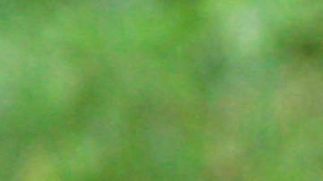 Tras el ataque, el campamento fue evacuado, y el personal de vida silvestre instaló trampas y lazos para capturar al oso negro. Foto referencial.