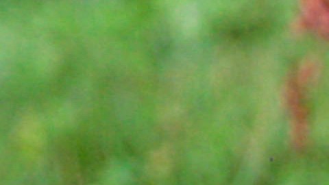 Tras el ataque, el campamento fue evacuado, y el personal de vida silvestre instaló trampas y lazos para capturar al oso negro. Foto referencial.
