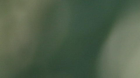 seguro-social-discapacidad-3822-dolares