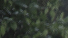 En 2023, más de 520,000 migrantes cruzaron la selva del Darién.
