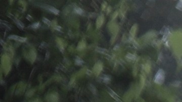 En 2023, más de 520,000 migrantes cruzaron la selva del Darién.