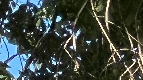 El DOT anunció mejoras de visibilidad en intersecciones viales cerca de escuelas