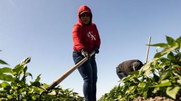 Las condiciones de los trabajadores del campo, que en su mayoría son inmigrantes sin papeles, son tan malas que atentan hasta con sus propias vidas.