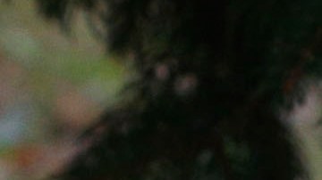 Encuentran muertos a tres miembros de una familia en Vermont