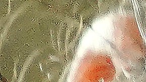 Elecciones en Georgia 20202