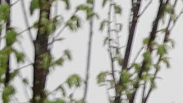 Cliente hambriento presuntamente mató a empleado de restaurante en Carolina del Norte