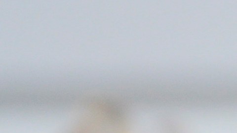 Biden habla durante un "Brunch en celebración de la excelencia negra" en el jardín sur de la Casa Blanca.