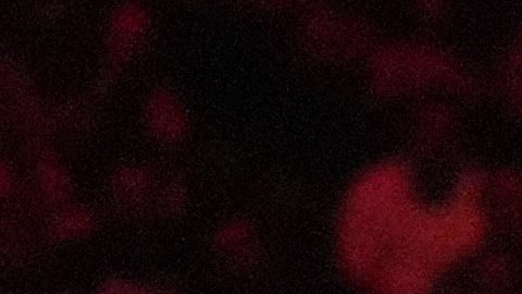 Berlanga se disculpa por la exclusión del himno de Puerto Rico en su pelea ante “Canelo”