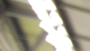 El perro se ganó el corazón de todos los aficionados.