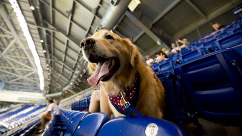 El perro se ganó el corazón de todos los aficionados.