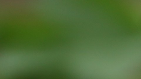 ¿Es seguro congelar atún enlatado?