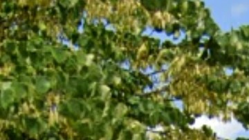 El sheriff dijo que los estudiantes se conocían. Actualmente el accidente está bajo investigación.