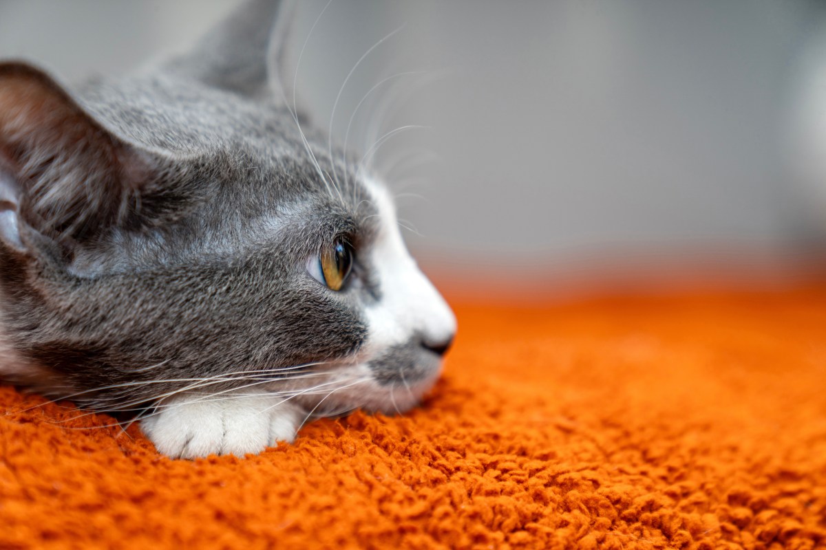 Cómo saber si un gato ya entró a la vejez: estas son las señales de una edad avanzada