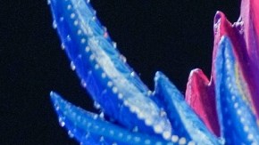 Melissa Flores, Miss México 2023.