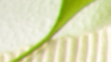 El té de ginkgo biloba se puede servir frio o caliente, se recomienda dos tazas máximo al día