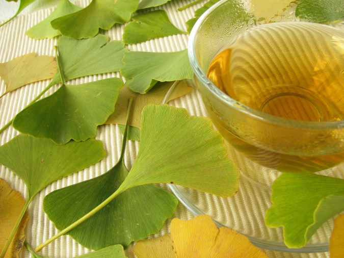 El té de ginkgo biloba se puede servir frio o caliente, se recomienda dos tazas máximo al día